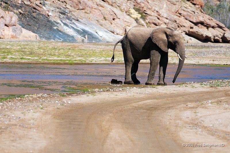 20090604_122021 D300 X1.jpg - Elephants